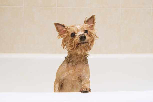 istock Little cute dog breed Yorkshire Terrier in the bathroom while bathing 1441011775