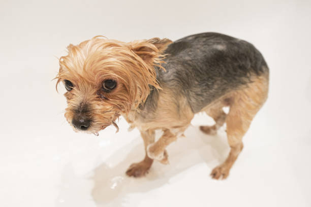 istock Small dog of Yorkshire terrier breed is standing wet in the bath while bathing 1441011777