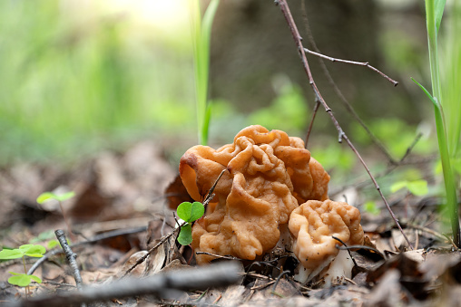 Gyromirta gigas mushrooms growing in forest in spring