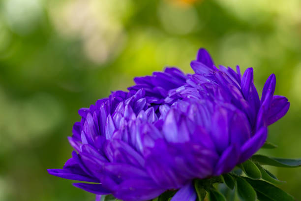A single New England aster blooms in a Cape Cod garden in mid August against a soft green background for copy space.