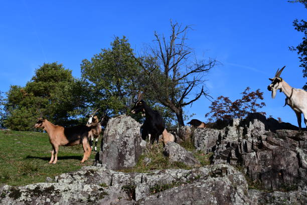 istock Goats at Castelfeder in Southtyrol 1441013637