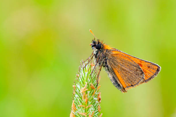 Pelopidas is a genus of skipper butterflies. They are commonly known as branded swifts or millet skippers