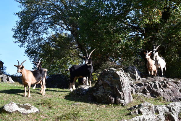 Ziegen auf der Weide auf Castelfeder in Südtirol