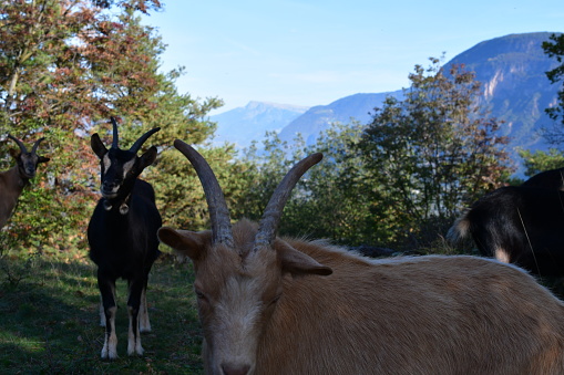 Ziegen auf der Weide auf Castelfeder in Südtirol
