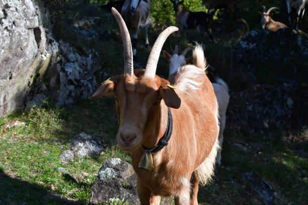 istock Goats on a meadow at Castelfeder in Southtyrol 1441015710
