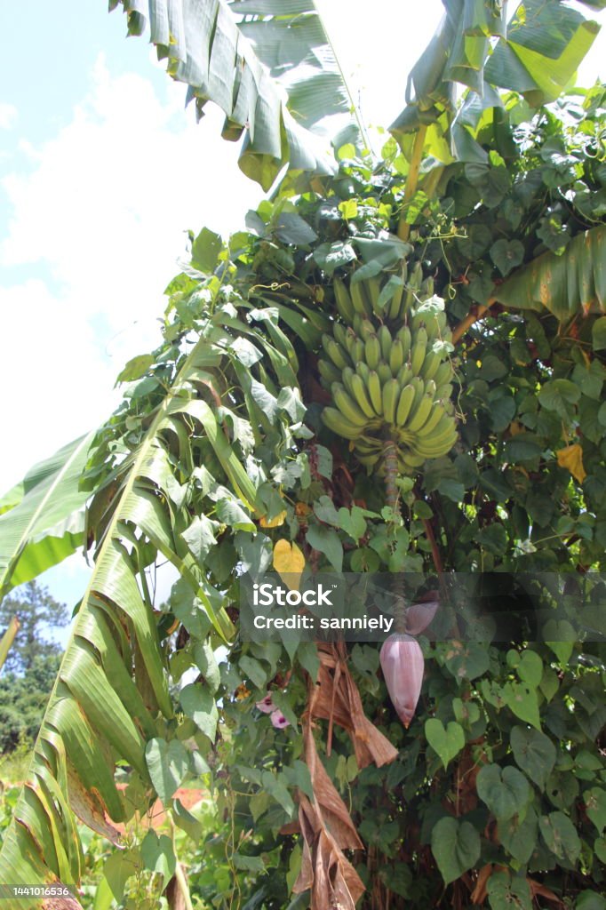 Cuba - Viñales - banana tree Agricultural Field Stock Photo