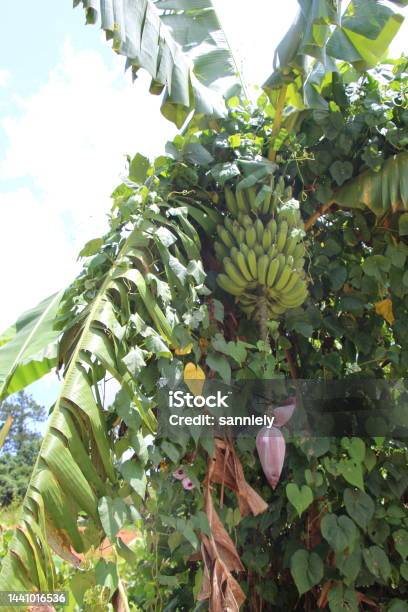 Cuba Viñales Banana Tree Stock Photo - Download Image Now - Agricultural Field, Agriculture, Banana
