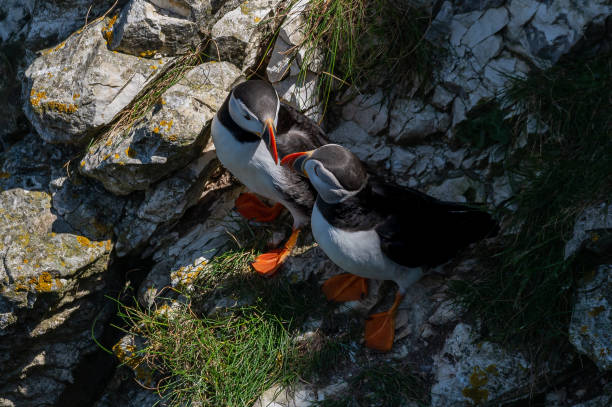 istock Puffins, Fratercula arctica, perched on rocks, Yorkshire, UK 1441016583