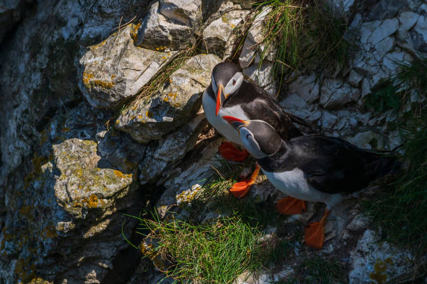 istock Puffins, Fratercula arctica, perched on rocks, Yorkshire, UK 1441016586
