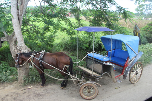 Cuba - Valle Viñales -carriage in the countryside