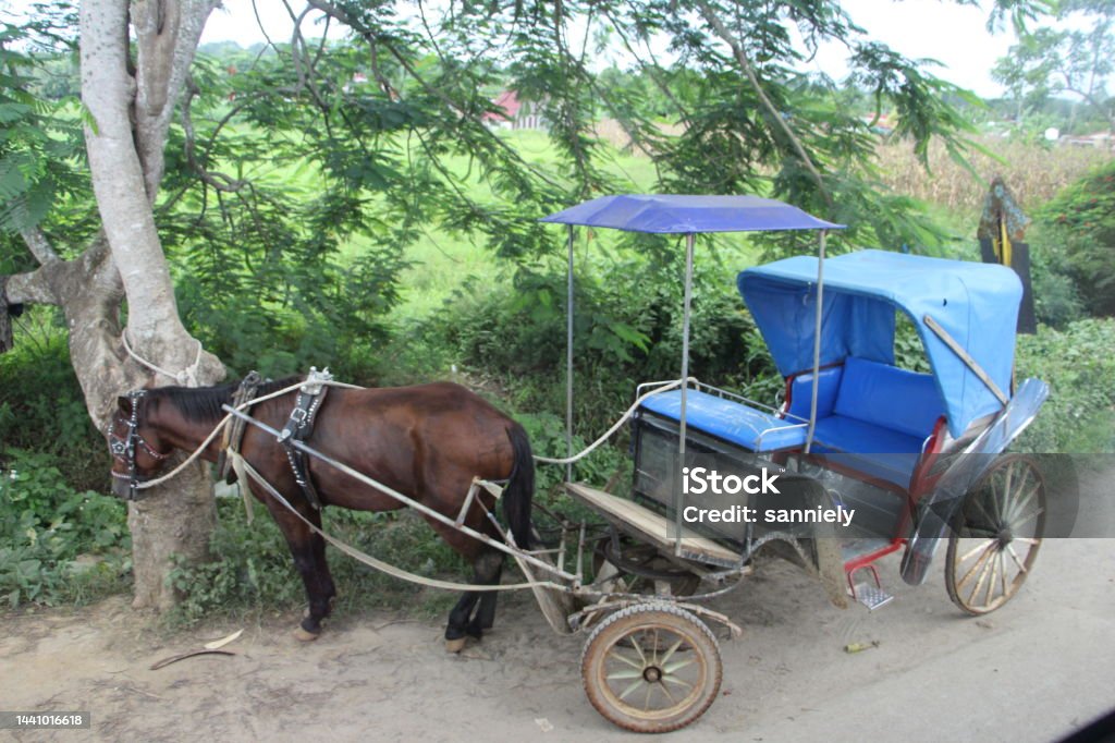 Cuba - Valle Viñales -carriage in the countryside Agricultural Field Stock Photo