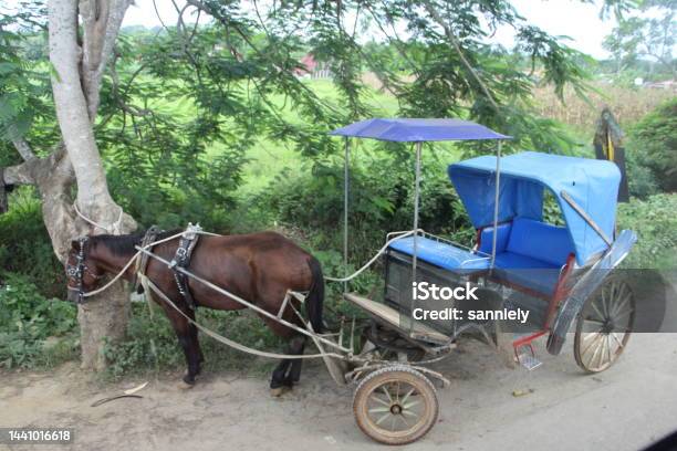 Cuba Valle Viñales Carriage In The Countryside Stock Photo - Download Image Now - Agricultural Field, Agriculture, Ancient