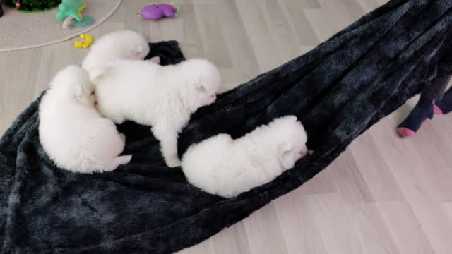 Girl playing with her adorable Samoyed puppies