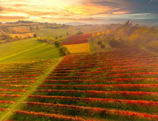 belle vue panoramique aérienne du vignoble d’automne photographié au coucher du soleil. castelvetro, province de modène, émilie-romagne, italie.vignobles de lambrusco. beau paysage italien - lambrusco photos et images de collection