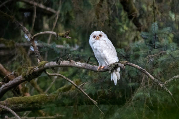 istock Albino Barred Owl perched on a tree branch, British Columbia, Canada 1441018468