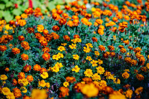 istock Close up of marigols 1441019318