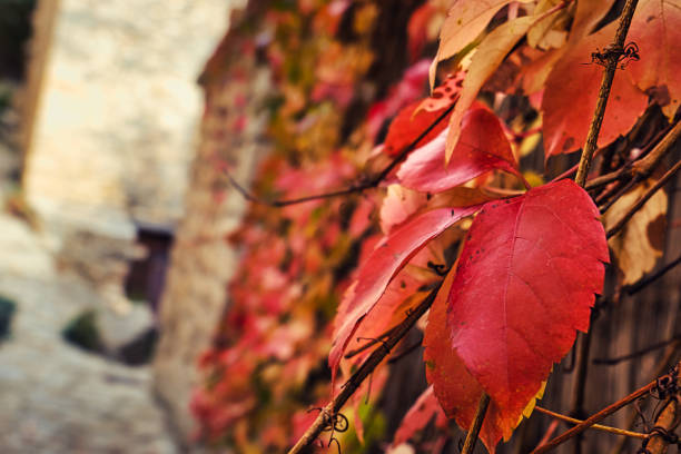 Crestet, France - October 24, 2022. Close up view of a bush with yellow, orange and red leaves during autumn in the heart of an old village in Provence