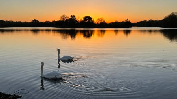 istock Sunset and the lake 1441020805