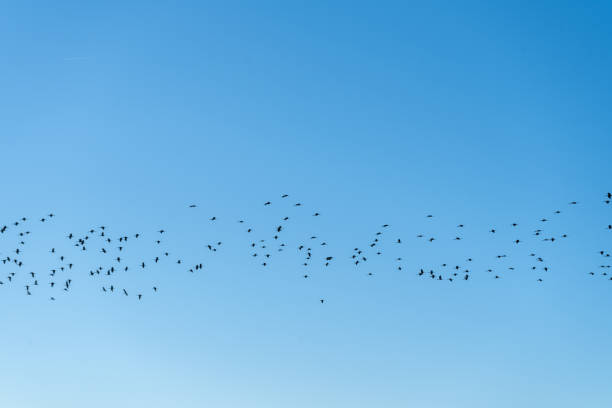 istock Flock of glossy ibis (plegadis falcinellus) flying over blue sky forming an horizontal line 1441021926