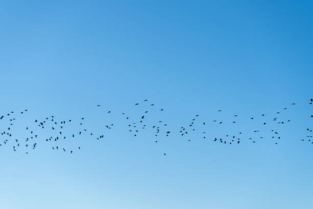 Flock of glossy ibis (plegadis falcinellus) flying over blue sky forming an horizontal line stock photo