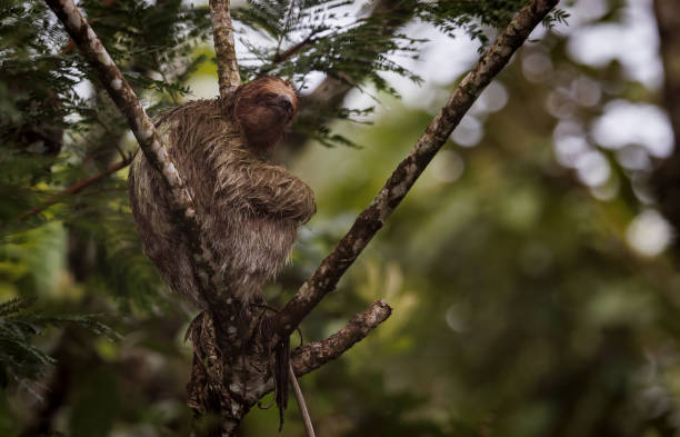 istock Sloth in Costa Rica 1441022768