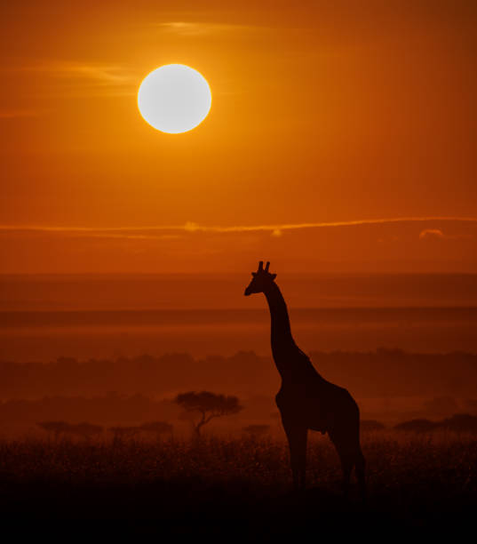 istock Giraffe in Africa 1441022818