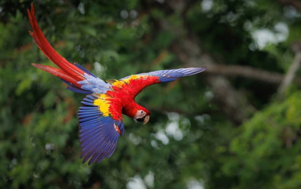 istock Scarlet Macaw in Costa Rica 1441022831