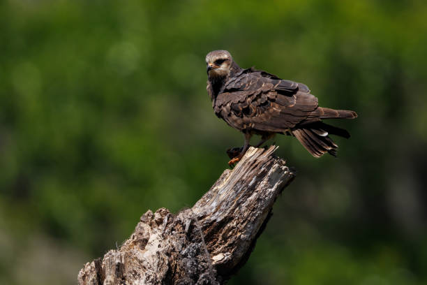 istock A snail kite in Florida 1441022904