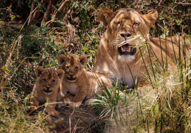 istock A Lioness in the Maasai Mara 1441022909