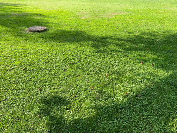 istock Grass area, green field with sunlight and tree shadows 1441024219