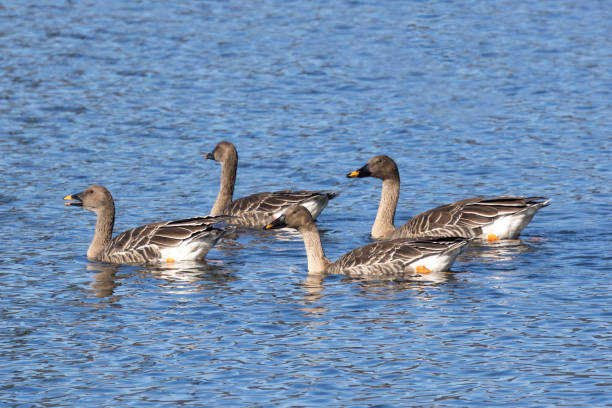 A group of bean goose resting in the lake Biwa. A group of bean goose resting in the lake Biwa. anser fabalis stock pictures, royalty-free photos & images