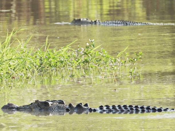 istock Close up of crocodile 1441024447
