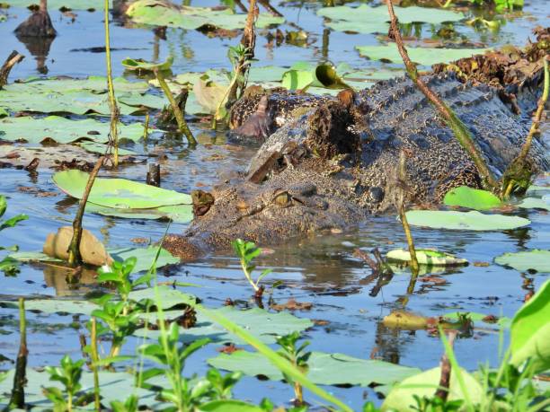 istock Close up of crocodile 1441024489
