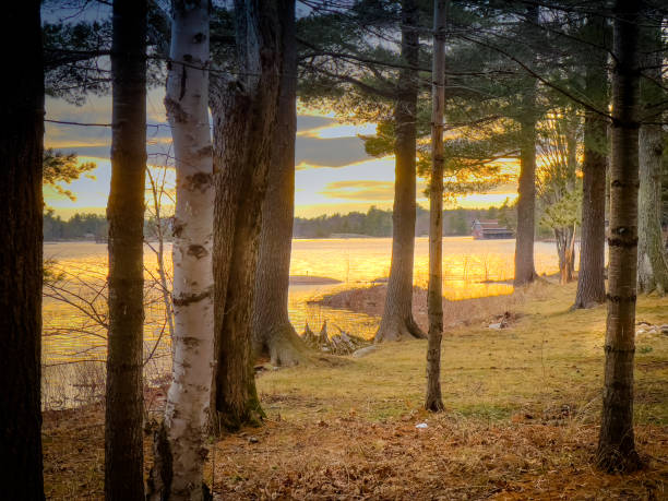 istock Sunlight reflecting on lake by trees in forest 1441024522