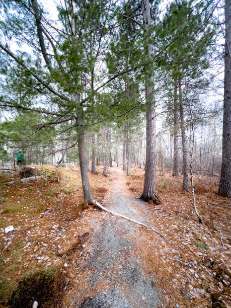 istock Dirt road amidst trees growing in forest 1441025035