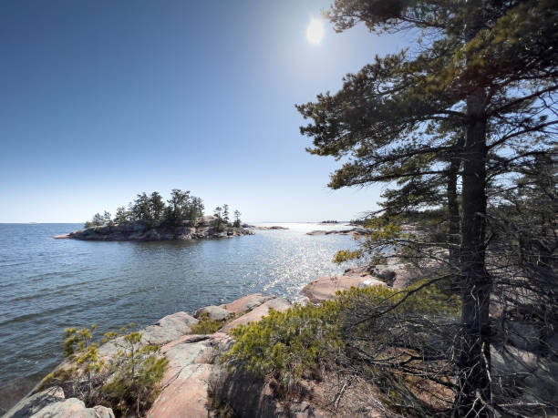 istock Trees growing on rock formations by seascape 1441025213