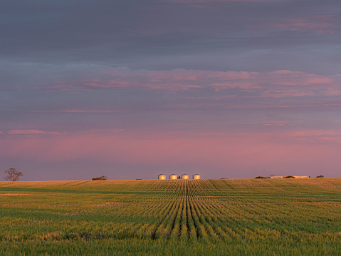 Wheat silos in wheat field at sunset in rural Victoria