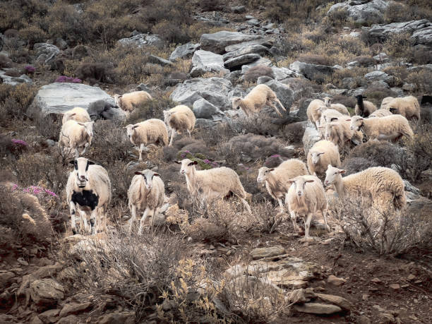 istock Flock of sheep running on meadow 1441025569