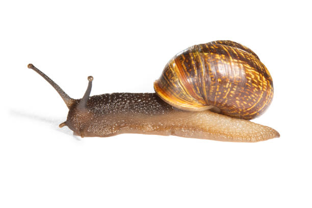 istock A snail with protruding horns-eyes carries a shell on its back 1441025579