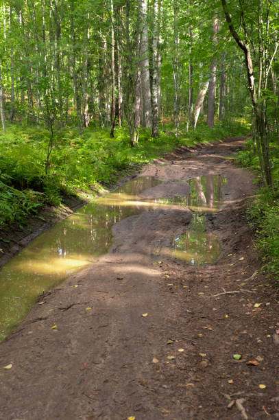 istock Forest road broken by trucks with deep puddles in wide ruts 1441025663