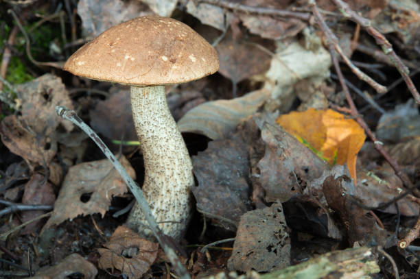 istock Young strong bolete growing among fallen, dry foliage 1441025689