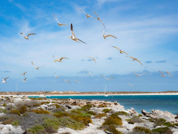 Sea birds in flight on the Houtman Abrolhos Islands Western Australia