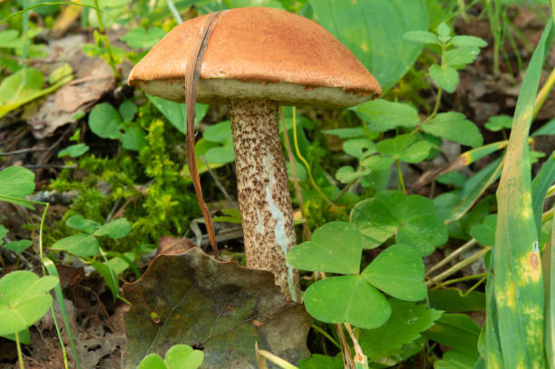 istock Large red boletus among moss and tall grass 1441025953