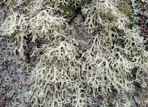 Beautiful volumetric gray lichen on the bark of an old tree. Close-up. Fascinating texture of lichen in its natural environment. Concept of gray lichen on a tree trunk..