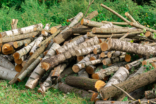 Logs piled in a heap in a forest clearing. Thick bushes are visible in the background.