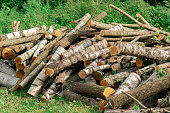 Logs piled in a heap in a forest clearing