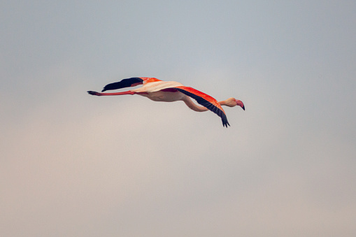 View of a flying flamingo in Izmir \