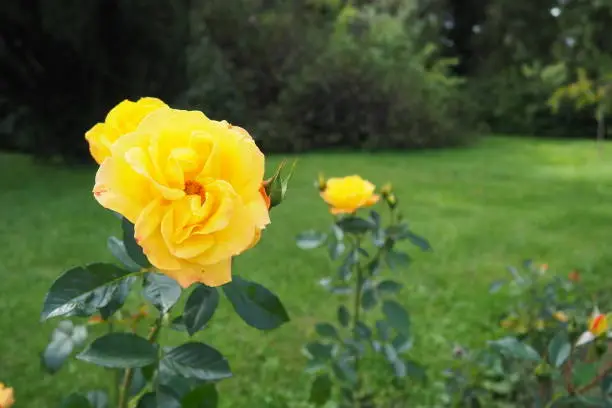 Yellow roses in the garden or park. Banja Koviljaca, Serbia. A bush of yellow hybrid tea roses as a decoration in landscape design. Floriculture and gardening as a hobby