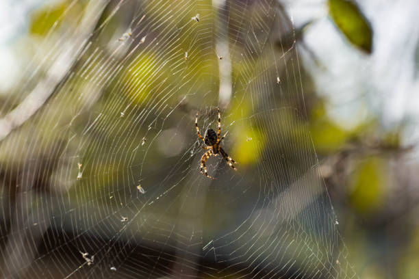 plan macro en gros plan d’une araignée de jardin européenne (araignée croisée, araneus diadematus) assise dans une toile d’araignée. - cross spider photos et images de collection