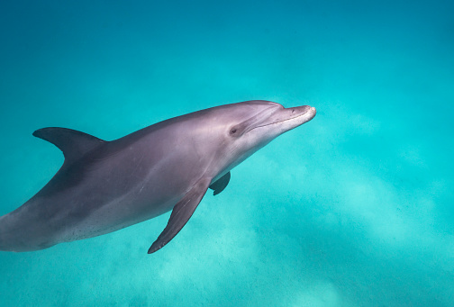 Dolphin swim in Walvis Bay, Namibia